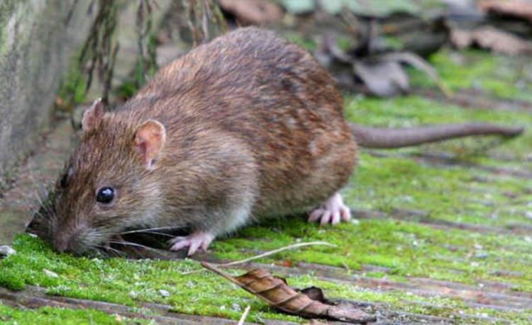 农村的老鼠太多别担心，教你几招最佳灭鼠方法，省时又省力