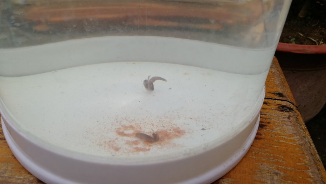 钓鱼鱼口轻漂相不明显怎么调,最正确的调漂方法