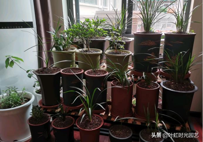 兰花缓苗期已完成怎么办,兰花为什么一拿到室外叶子就蔫