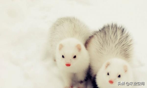 养貂增效的七招,想养貂养什么貂最好