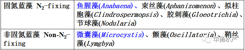 蓝藻水华介绍,蓝藻水华功效与作用