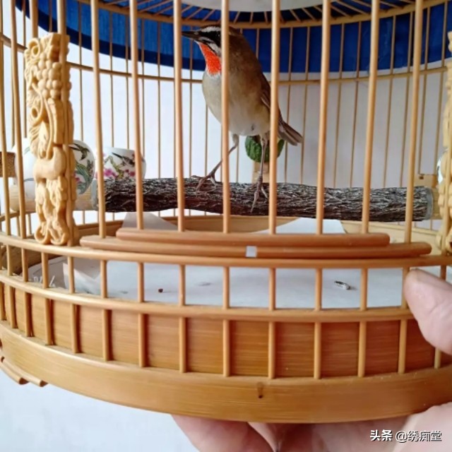 迷茫的养鸟朋友，看看这篇文章