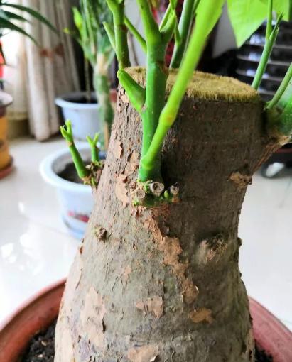 发财树黄叶多严重怎么处理,发财树黄叶怎么补救最佳方法