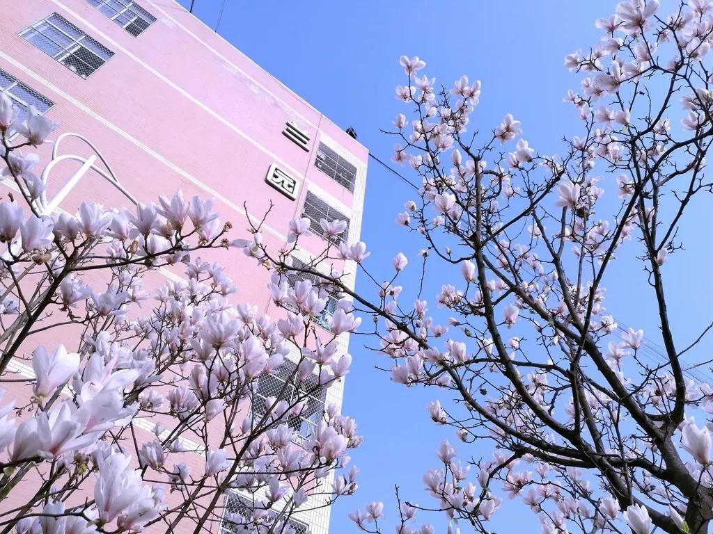 绵阳南山实验学校属于绵阳哪个区,绵阳南山实验学校与绵阳实验学校