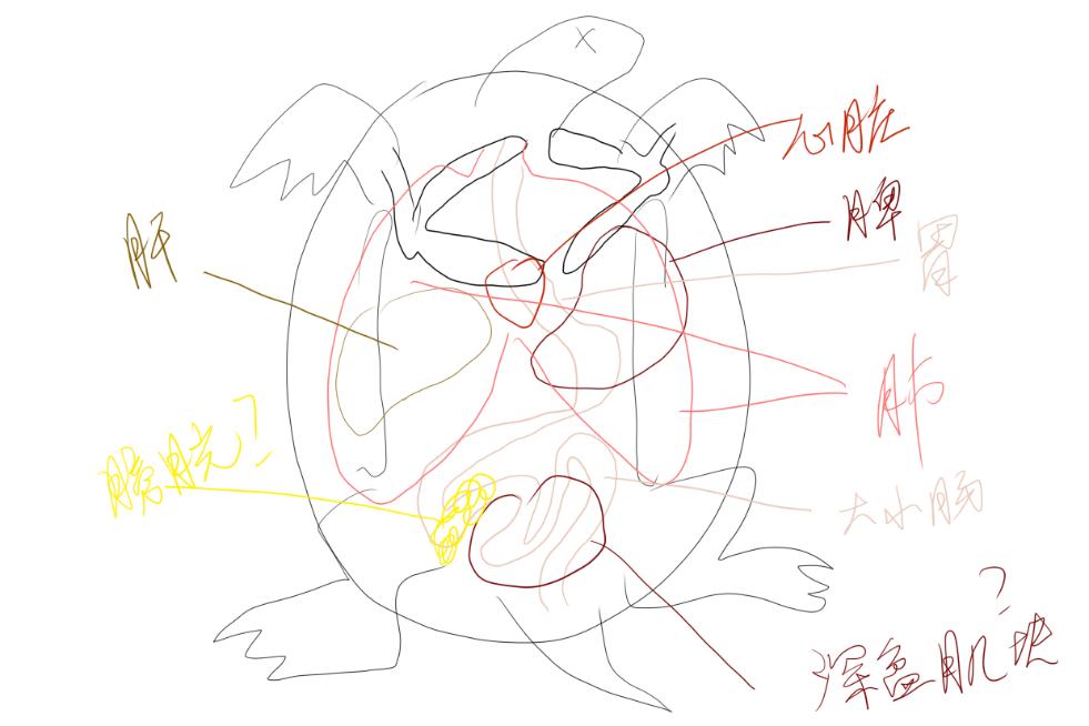 巴西龟怎么做骨骼标本,巴西龟骨骼结构