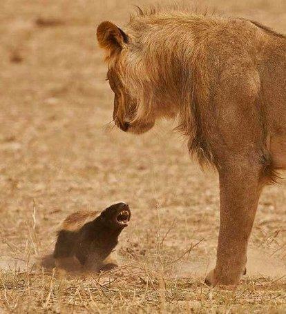 平头哥为什么和朋友玩耍,平头哥为什么没有退路可言