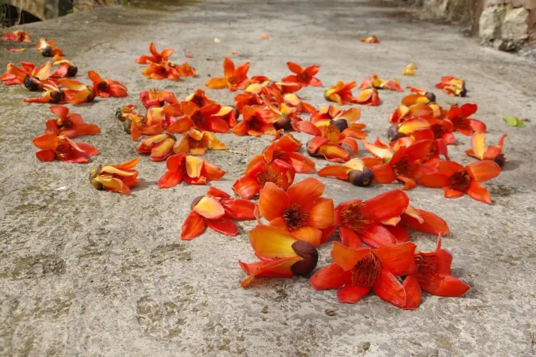 在云南，做一个“花吃”，挺好