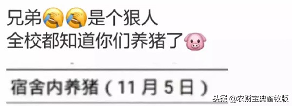 大学生在宿舍养猪被学校批评,大学宿舍养猪被通报