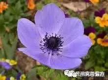 中药图片大全名称,中药图片大全带药名高清