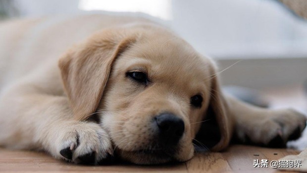 狗狗中暑严重去医院大概多少钱,狗狗中暑后又吐又拉血怎样治疗