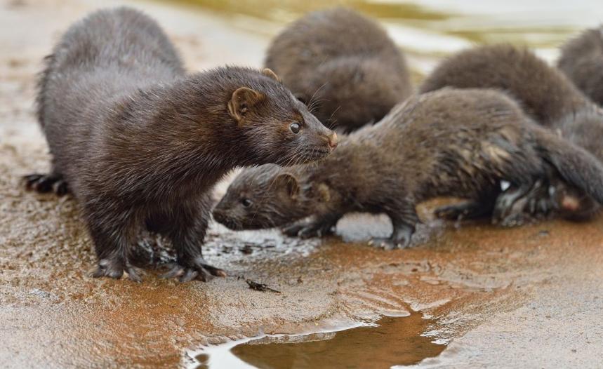 为什么市场上有价格低的皮草,皮草为什么越来越少了