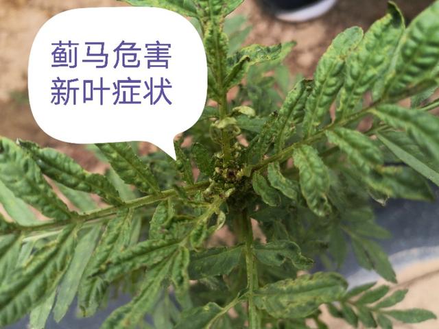 小蓟马的危害视频,豆角蓟马防治与高产