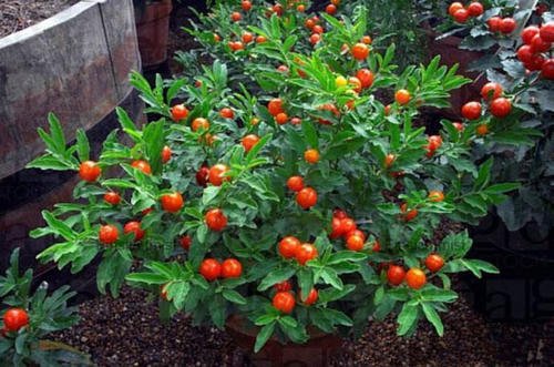 冬珊瑚盆栽果实,冬珊瑚盆栽种植方法