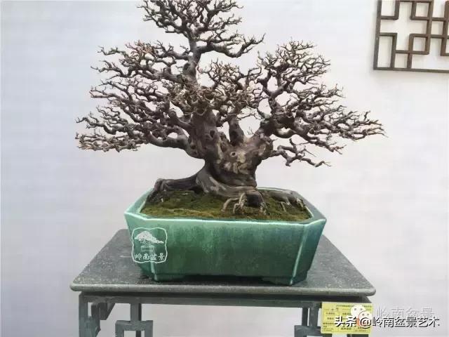 大树型雀梅造型,雀梅盆景怎么养才能爆盆