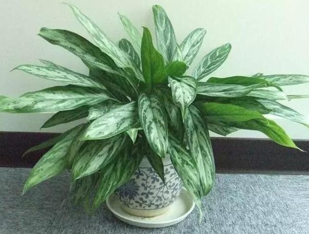 五种植物最能净化空气除甲醛,甲醛克星第一名植物好养