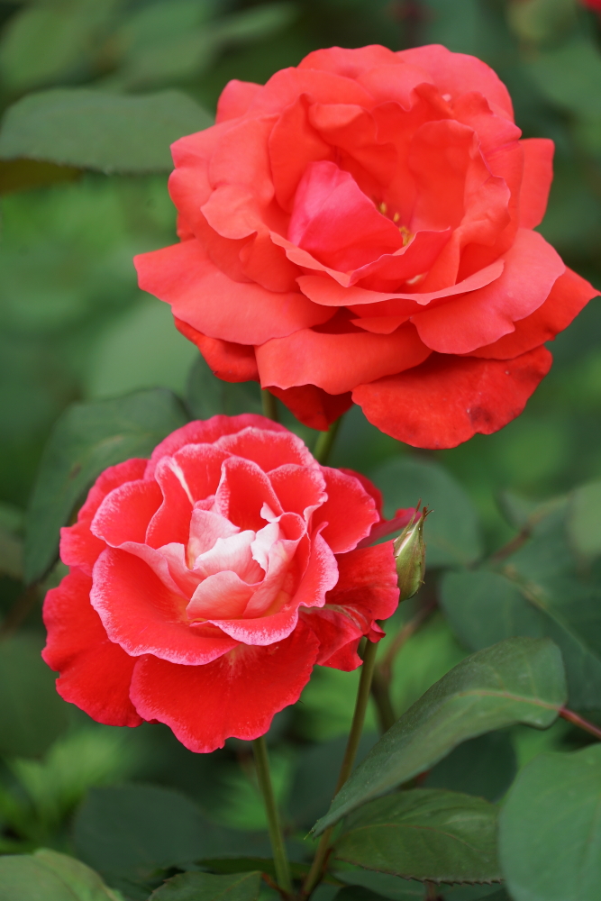 五月花；青山吹奏《蜗牛与黄鹂鸟》,D#调半音阶口琴演奏