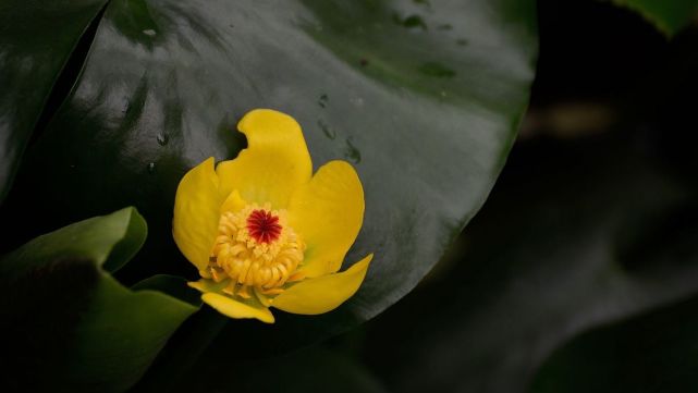 十二星座巨蟹和天蝎兄弟情,天蝎男在十二星座里的排名