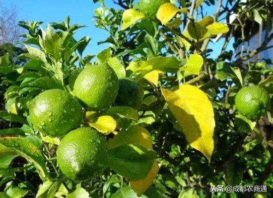 柠檬树常见病虫及治疗,柠檬树叶子的病虫害防治