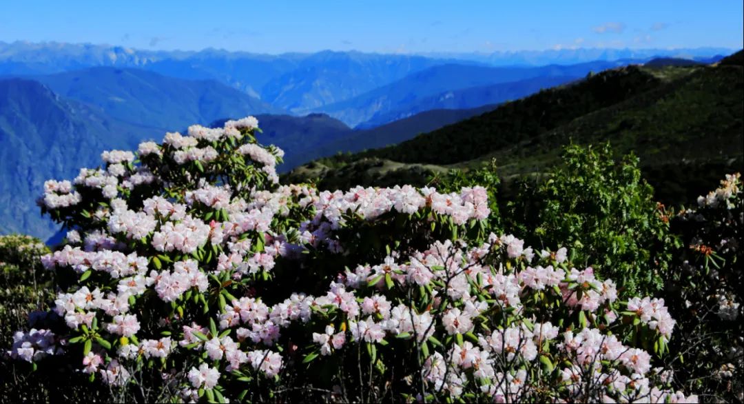 洛克徒步木里到稻城翻的是哪座山,秘境四川甘孜