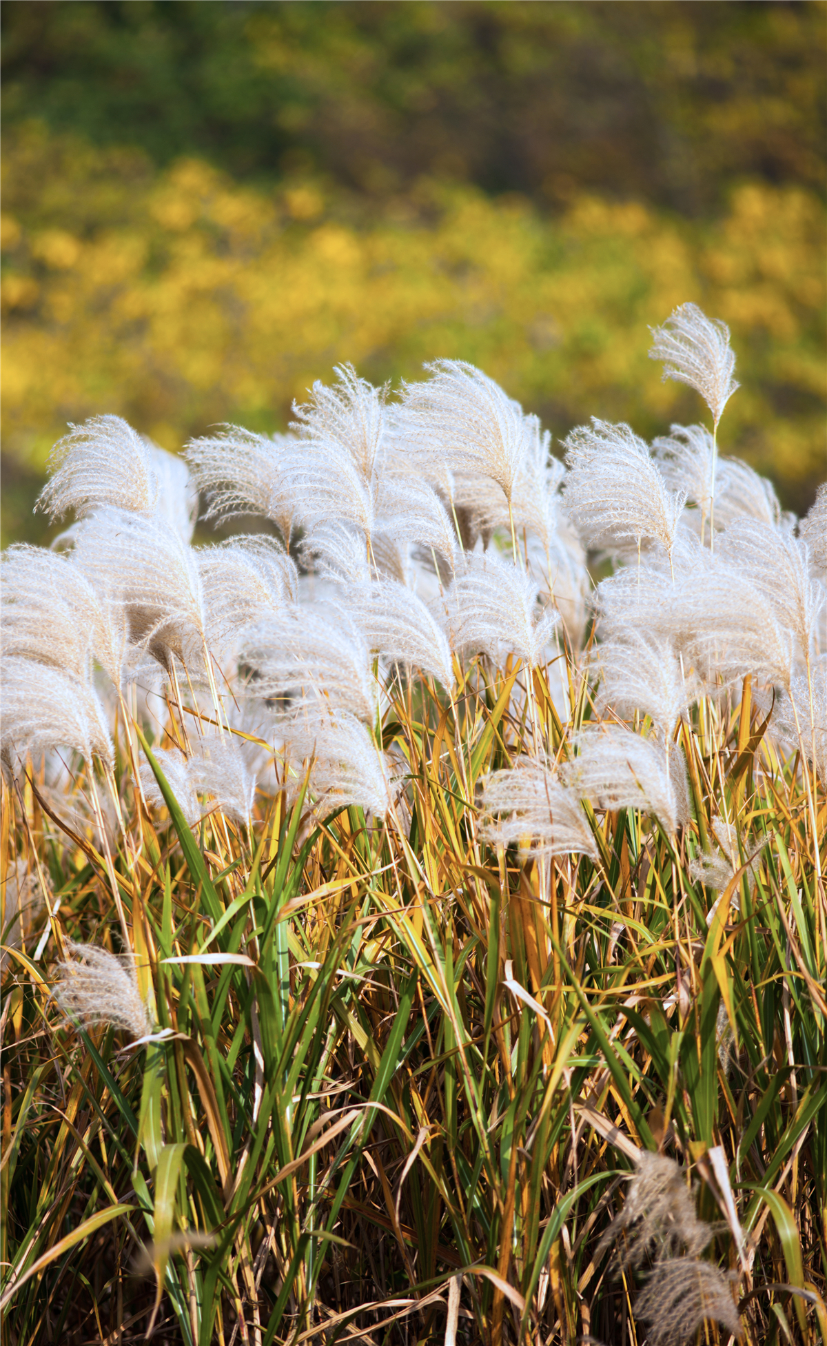 苏州秋天有什么好玩的,苏州秋天去哪里玩