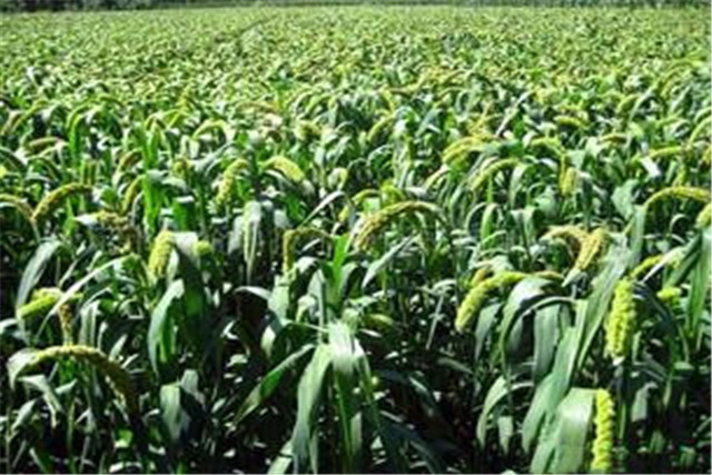 谷子生产技术指南,谷子机械化种植全过程视频