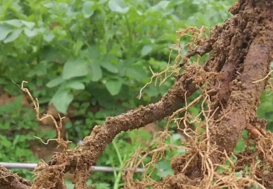 解决各种果树难座果,果树根茎腐病特效药配方