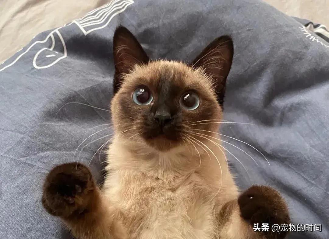 新手养成年猫咪的基础知识,养猫咪新手入门必备知识100个