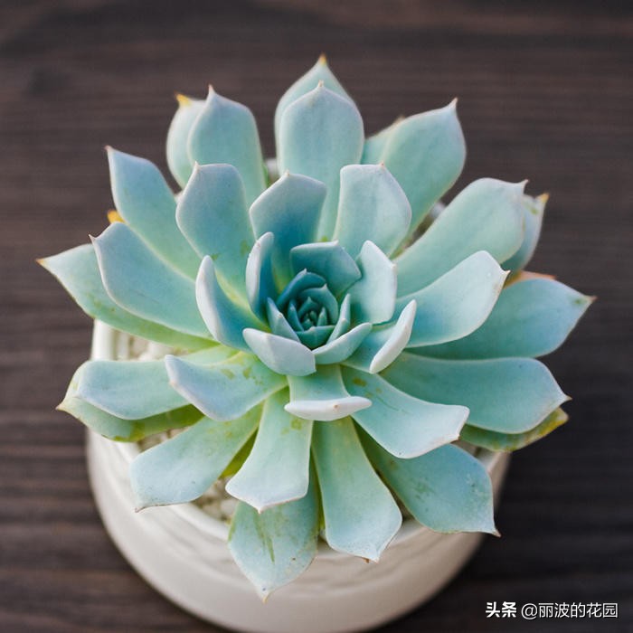 多肉植物薄叶蓝鸟怎么繁殖,多肉植物薄叶蓝鸟能耐多少低温