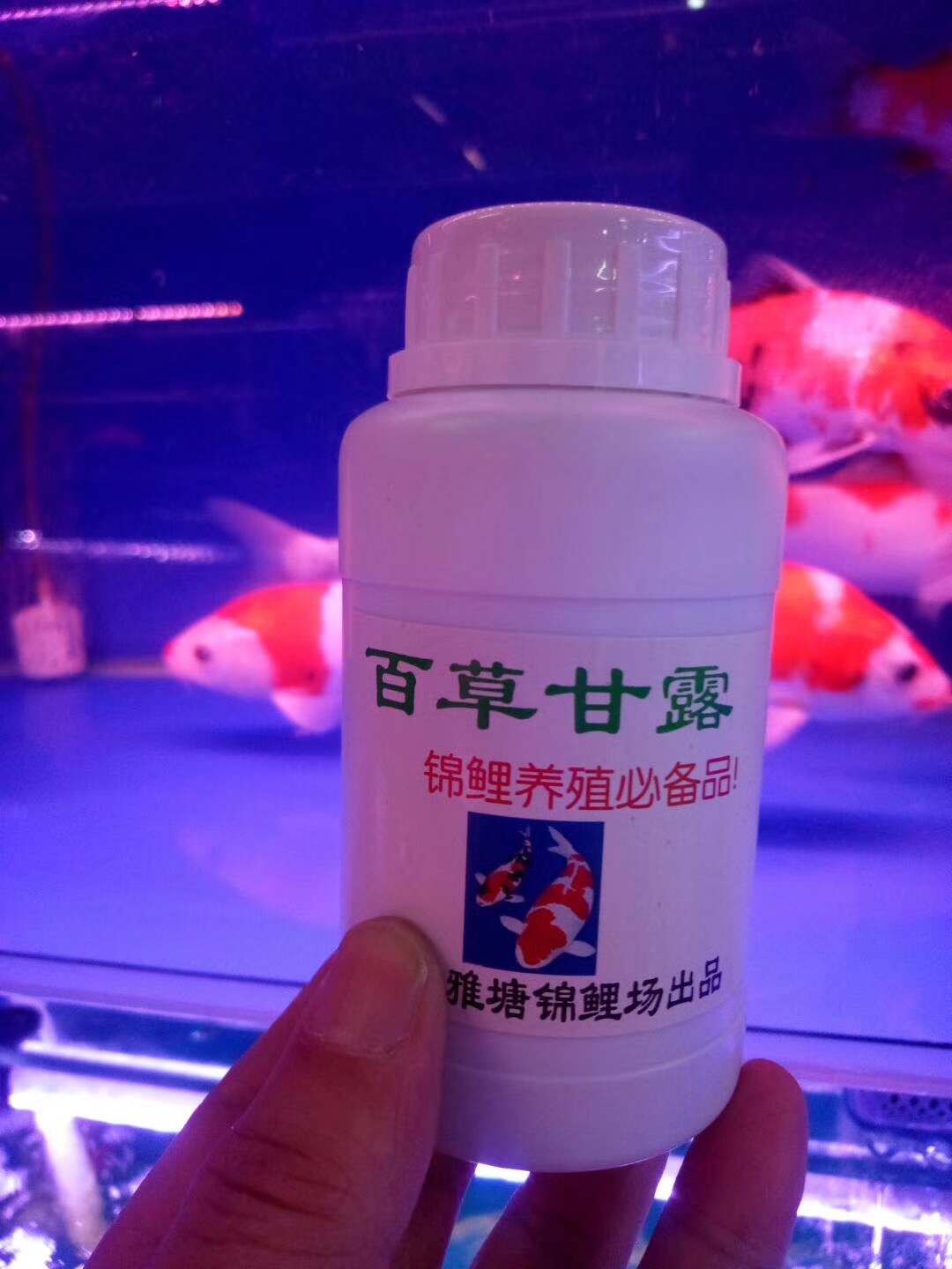 养鱼张哥最新视频,鱼缸怎么养锦鲤鱼最好