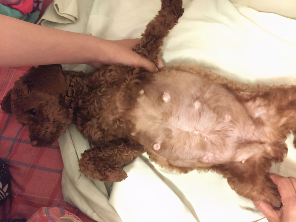 泰迪怀孕有什么特征和反应,泰迪怀孕前期什么表现