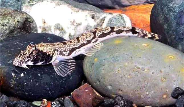 野生泥鳅品种图片大全大图,最大的泥鳅图片大全