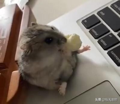 小仓鼠日常生活动画,仓鼠动画日常