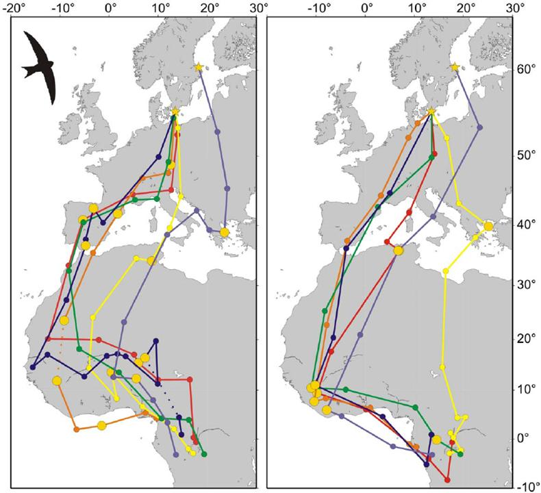 一生飞行的燕子,一生边飞边睡
