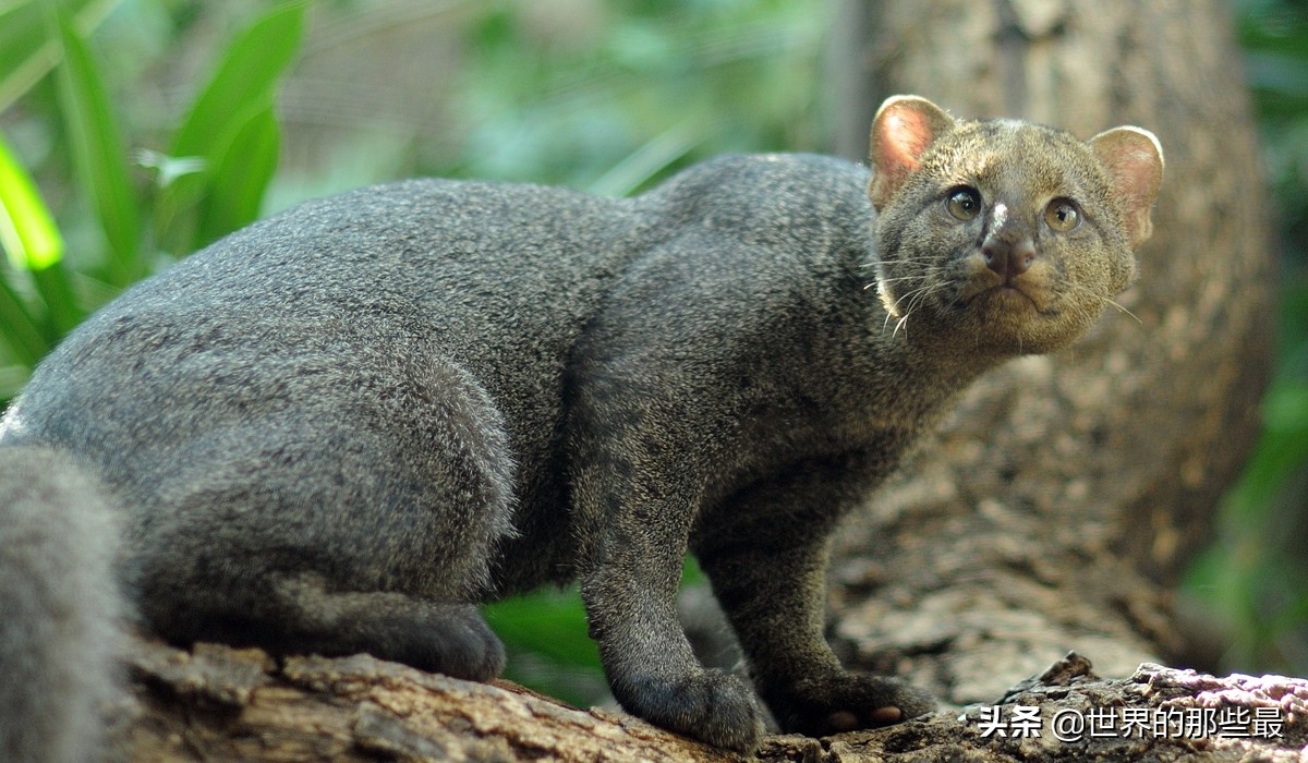 最强猫科动物巨型剑齿虎,最强大的猫科动物狮子
