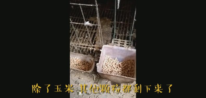 新手养鸽怕鸽子飞掉怎么办,鸽子吃食太浪费咋办