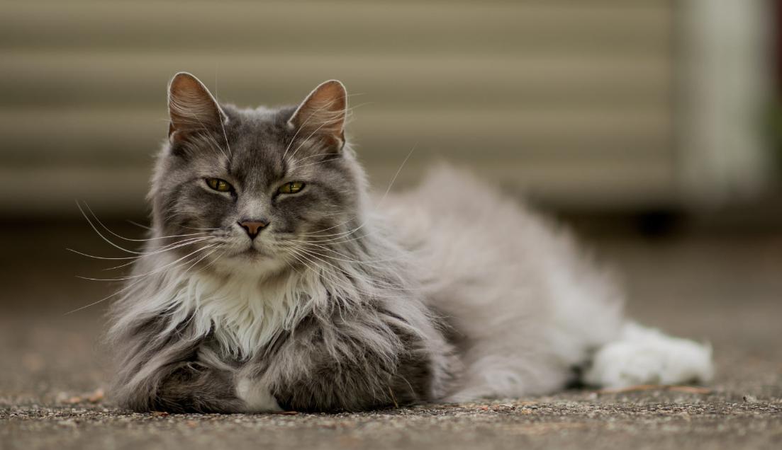 年收入5000万养猫,多少月薪才能养宠物