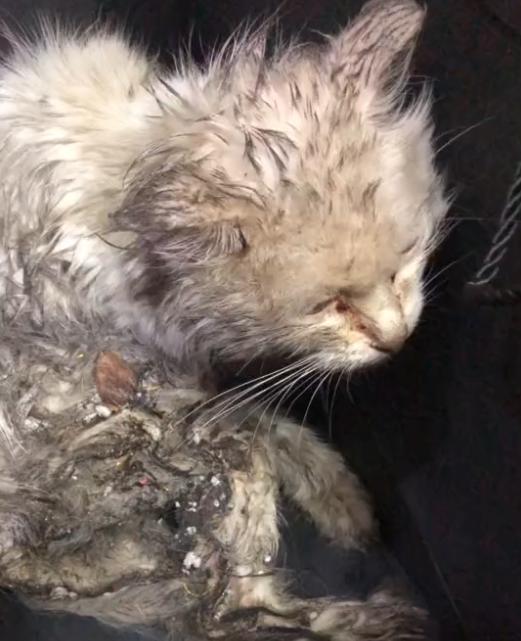 捡到只流浪猫对自己非常好怎么办,十天前捡到流浪猫现在怎么样了