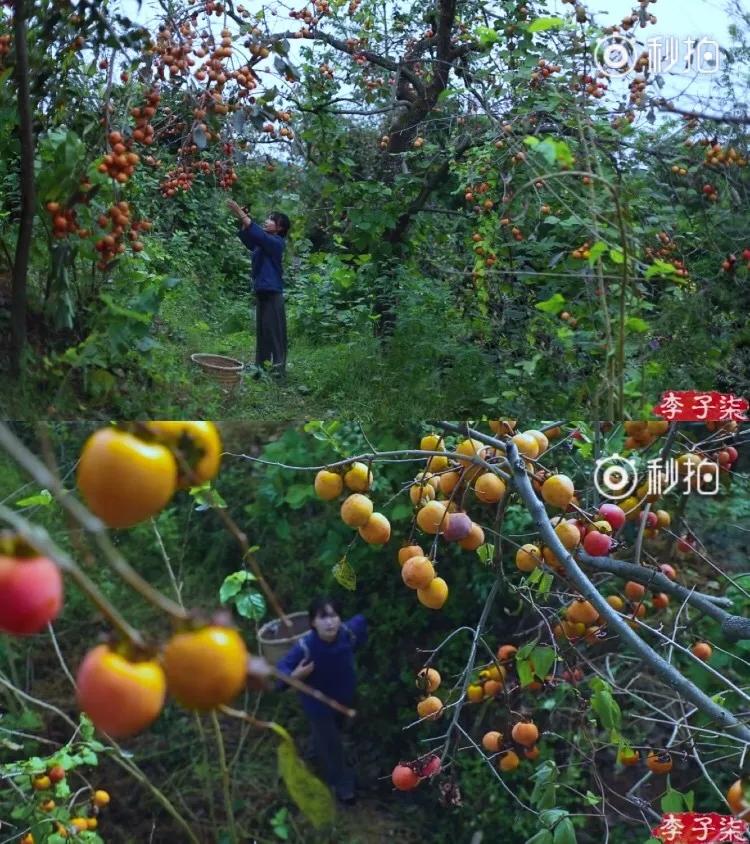 有一种向往叫西双版纳,有一种向往叫诗和远方完整版