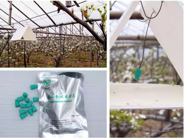 果树保花保果及病虫害防治用药,防治果树病虫害什么时候打药最好