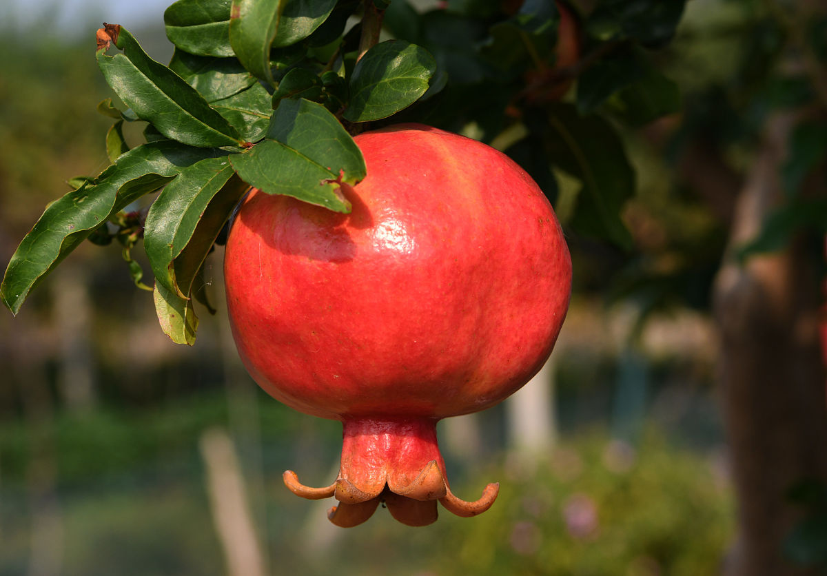 水果多子多福除了石榴还有什么,石榴为什么多子多孙