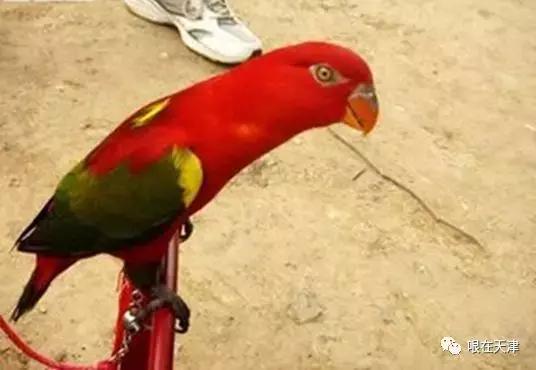 天津哏儿都的好去处,天津哏儿都