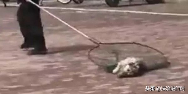 大学宿舍养猪被通报,宿舍养猪被学校批评