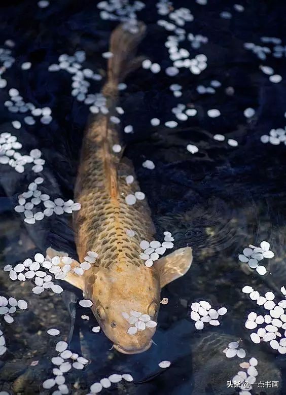池中之仙，惊艳若此——锦鲤