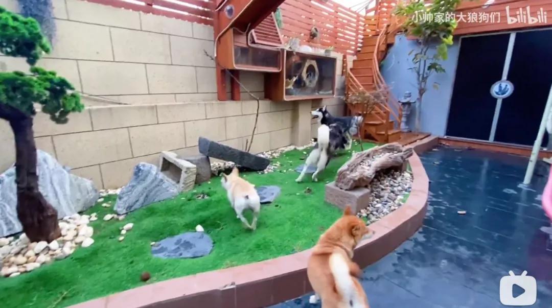 花三年建宠物乐园,花20万给狗打造乐园