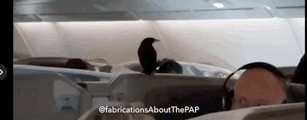 酷航飞新加坡迫降,万米高空飞机垂直坠落