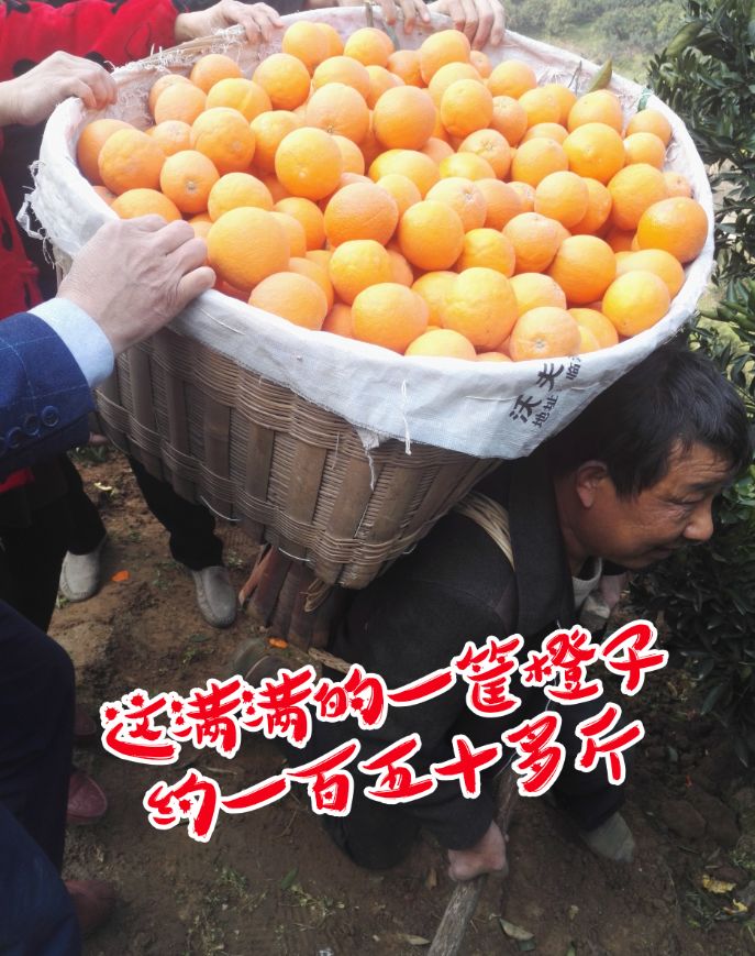秭归脐橙价格为何持续走低,疫情原因果子滞销