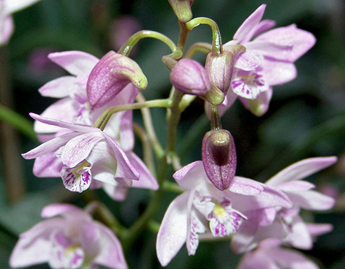 澳洲石斛的养殖方法,澳洲石斛的养殖方法和技巧图解