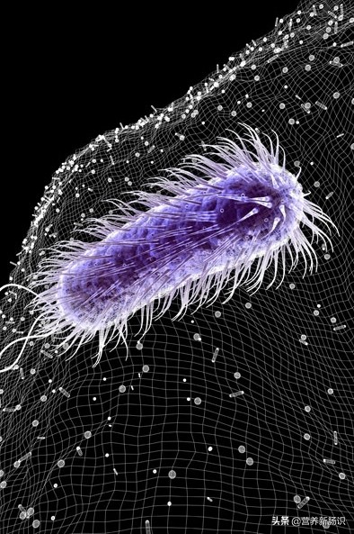 杀灭幽门螺杆菌的最佳方案,对付幽门螺旋杆菌最有效的抗生素