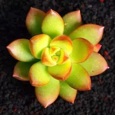 容易爆盆又好养的多肉你值得拥有,容易养好养活而且便宜的多肉