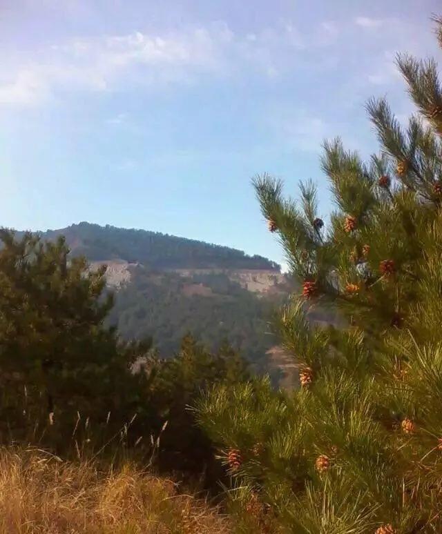 植物百科知识大全儿童,植物百科app